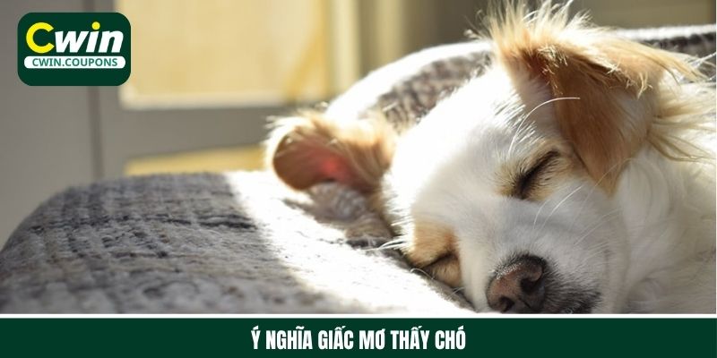 Giấc mơ thấy chó mang điềm báo gì?