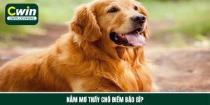 Nằm mơ thấy chó