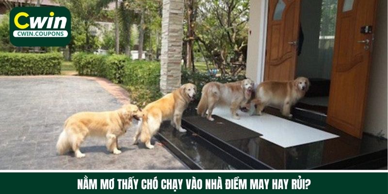 Nằm mơ thấy chó chạy vào nhà may hay rủi?