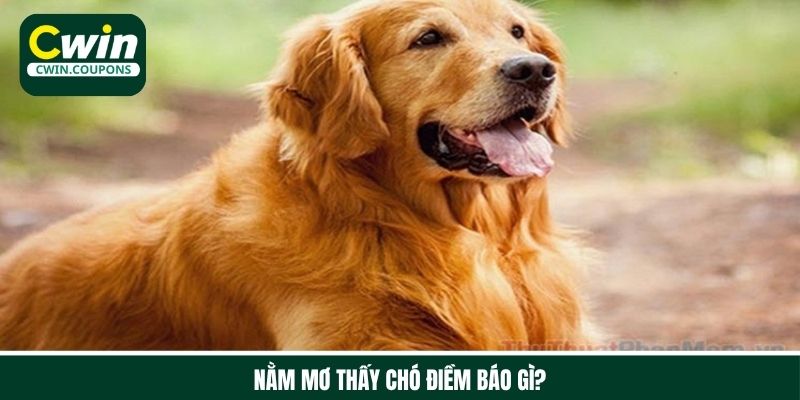 Nằm mơ thấy chó