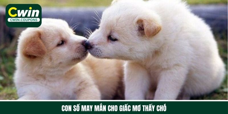 Truy tìm con số may mắn cho giấc mơ thấy chó